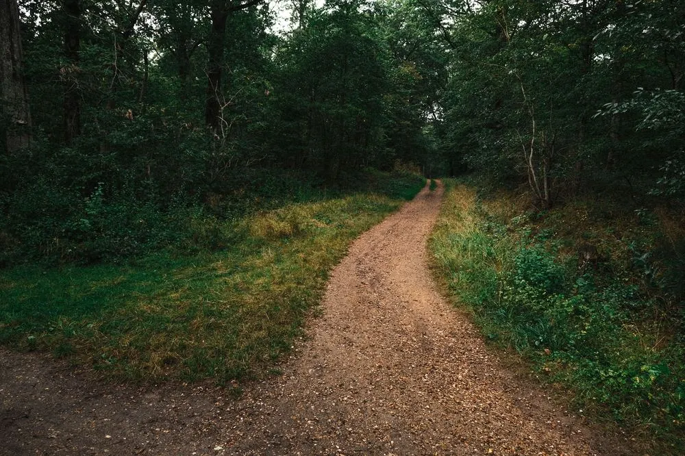 Camino de tierra que atraviesa un bosque