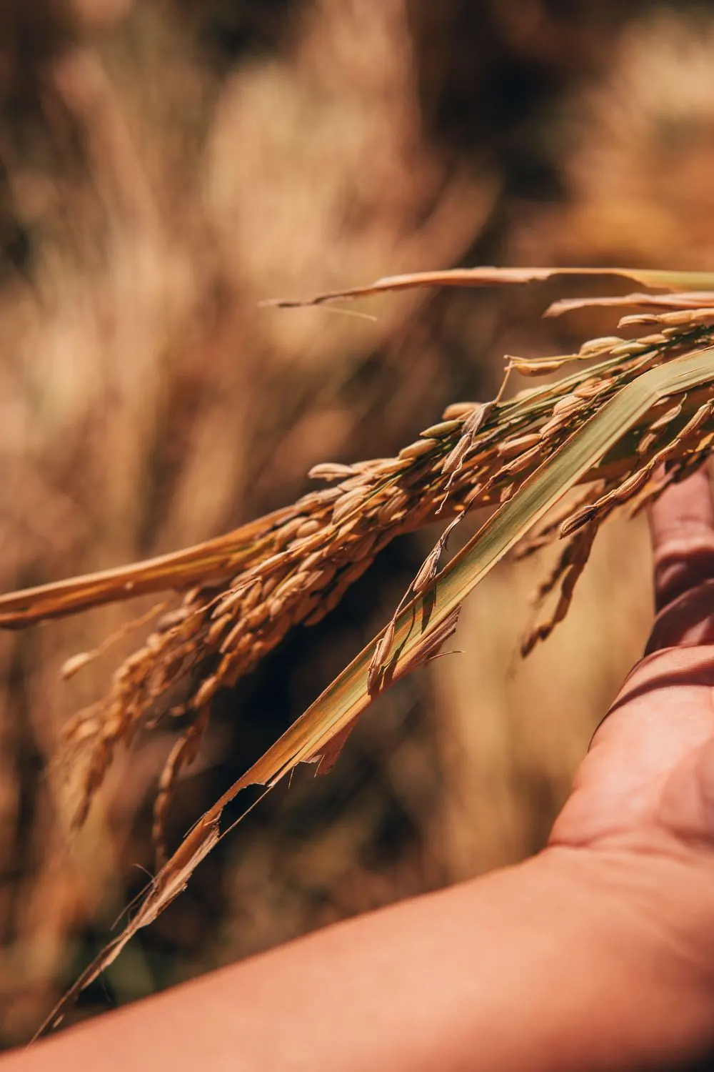 Espigas de cereal en la mano de un agricultor